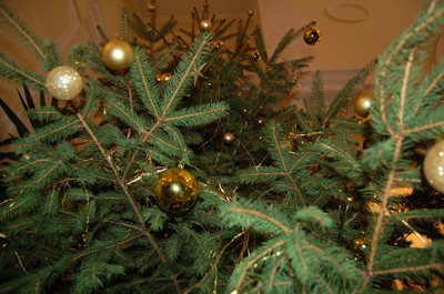 DSC_0173.JPG - small